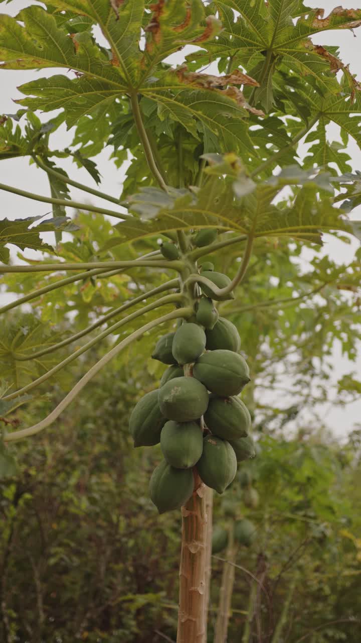un primer plano de un árbol de papaya con frutas verdes y flores en un día nublado