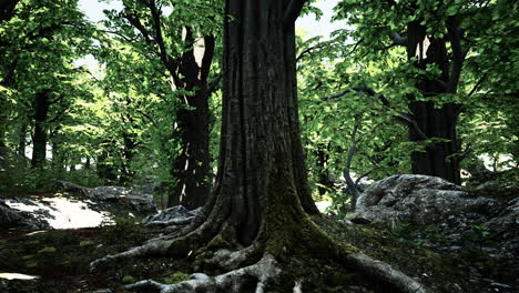 peaceful magical mossy forest scene