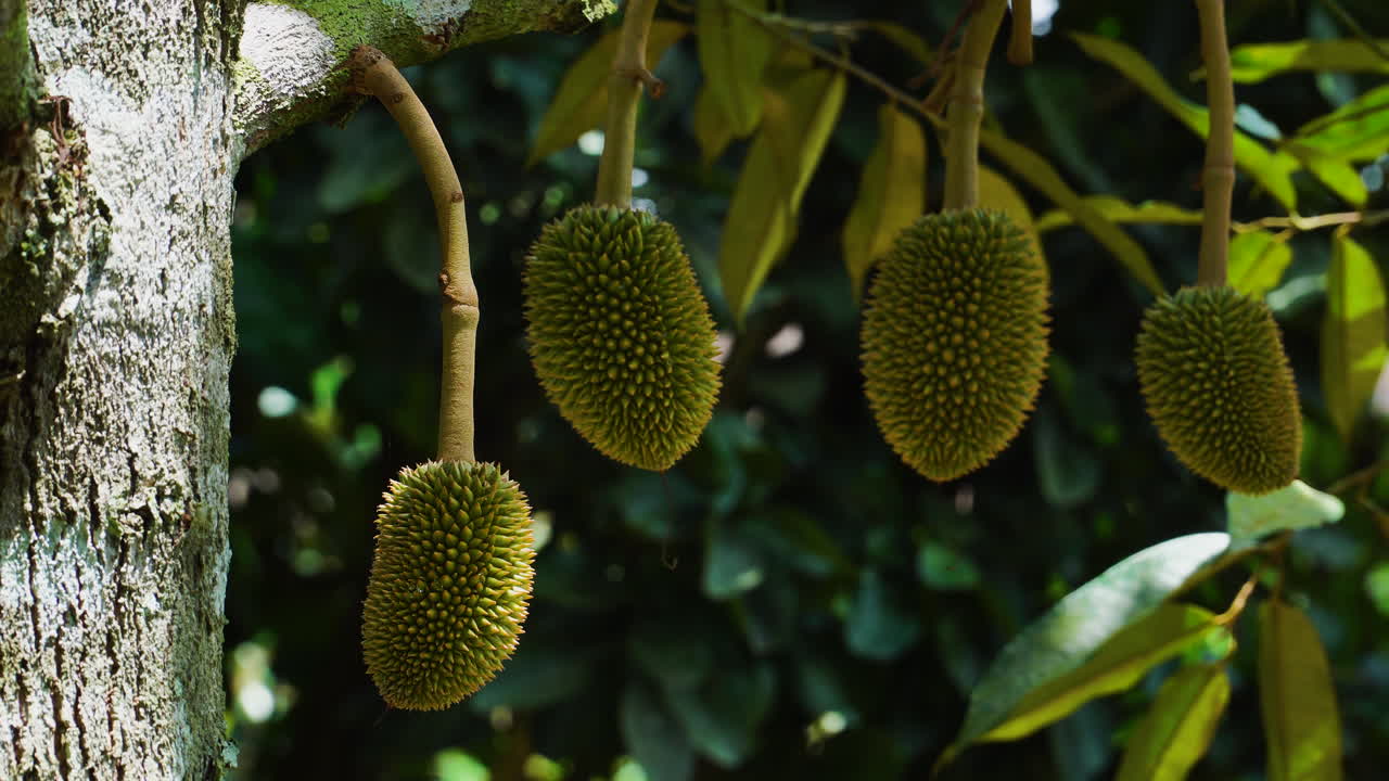 Tropical durian tree with fresh riped fruits on branches