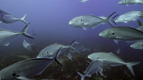 gran tiburón blanco con cicatrices de batalla carcharodon carcharias 4k primer plano de tiburón con cicatrices islas neptuno sur de australia