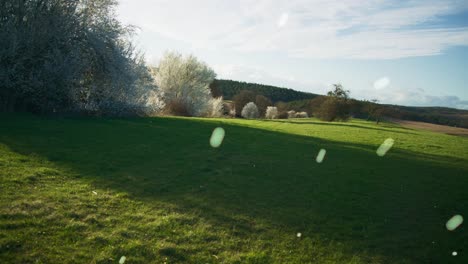 flurries near white trees in field | blooming white trees in apple orchid, farmland in germany, europe, 4k