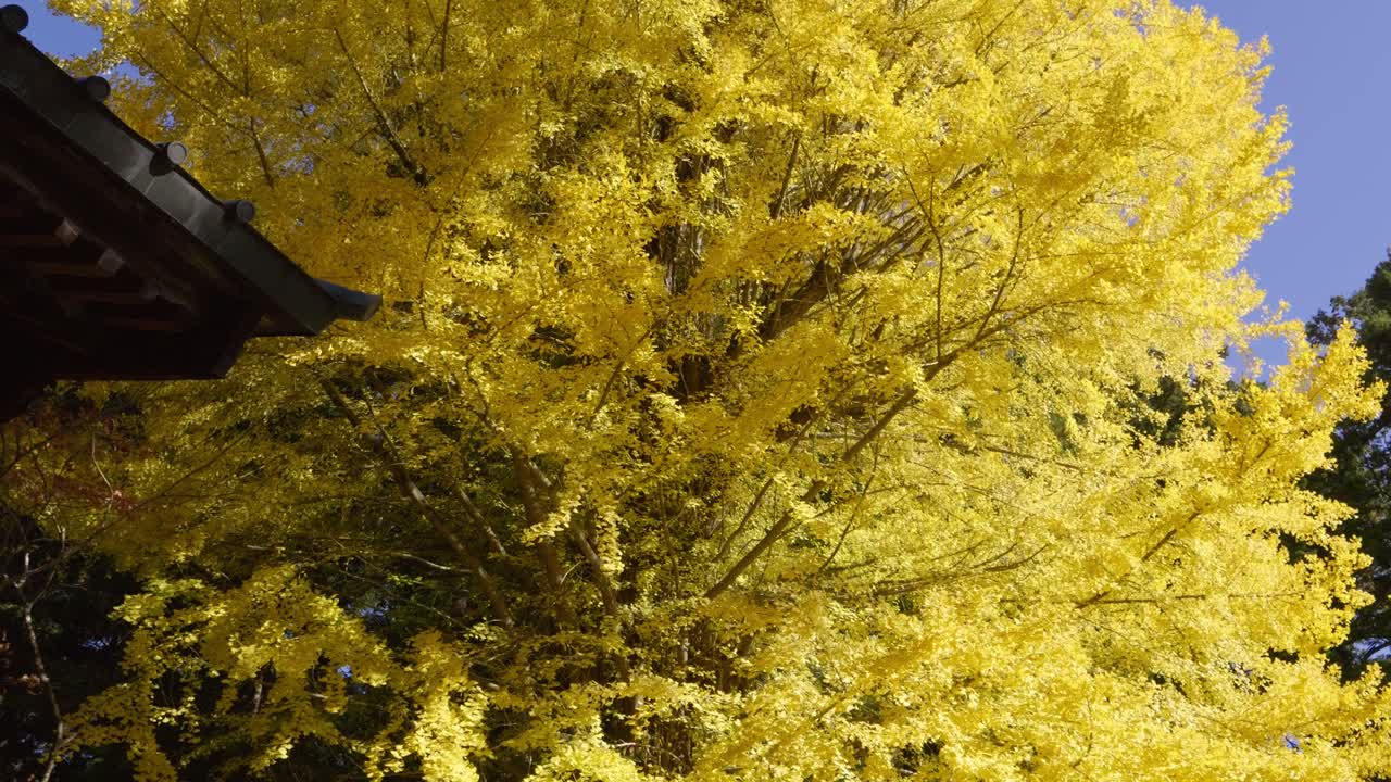 Stunning Gingko tree at Japanese temple slow motion push in