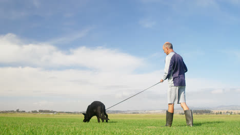 Shepherd-dog-walking-with-his-owner-in-the-farm-4k