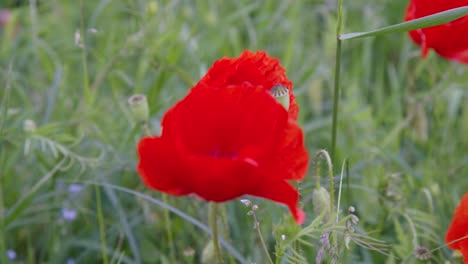 headache, headwark, corn poppies on field