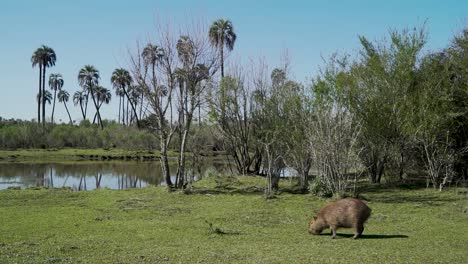 capybara grazes peacefully among towering palm trees