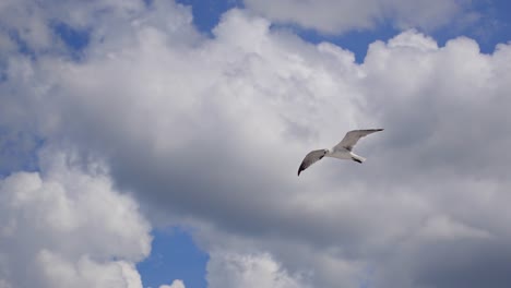 resultado, vista escénica de pájaros deslizándose en el cielo de isla holbox, méxico, cielo nublado en el fondo