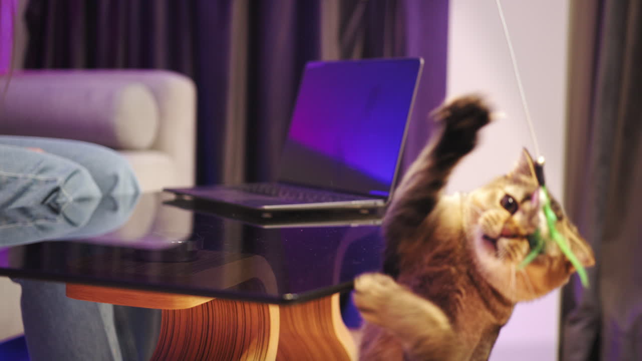 리빙 에 노트북과 함께 장난스러운 스코틀랜드 폴드 고양이