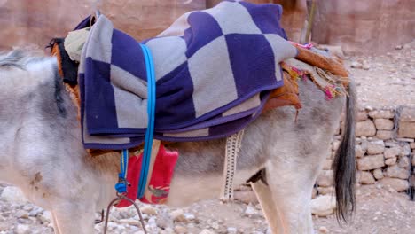 A-white-grey-donkey-resting-wearing-a-checkered-blue-and-grey-blanket-saddle-in-Petra,-Jordan