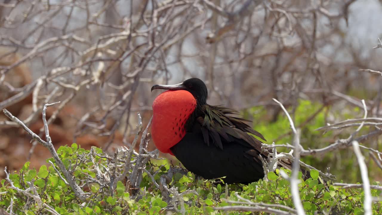 A male great frigatebird displays its inflated red throat sack whilst sitting in a tree on North Seymour Island near Santa Cruz in the Gal&aacute;pagos Islands