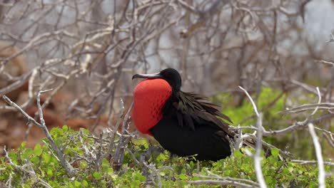 Un-Gran-Fragata-Macho-Muestra-Su-Saco-De-Garganta-Rojo-Inflado-Mientras-Está-Sentado-En-Un-árbol-En-La-Isla-Seymour-Norte,-Cerca-De-Santa-Cruz,-En-Las-Islas-Galápagos.