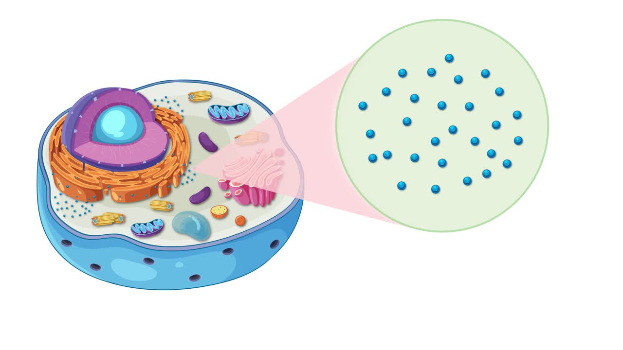 Animation illustrating animal cell anatomy, focusing on ribosomes with vibrant colors and smooth transitions