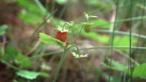 woman collects wild strawberries in mountain forest