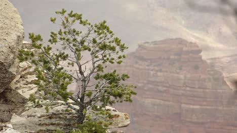 a static shot of vegetation growing out of the grand canyon