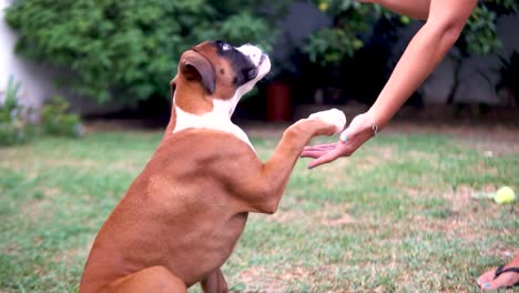 slowmotion shot of a boxer puppy giving a paw and trying to grab a stick