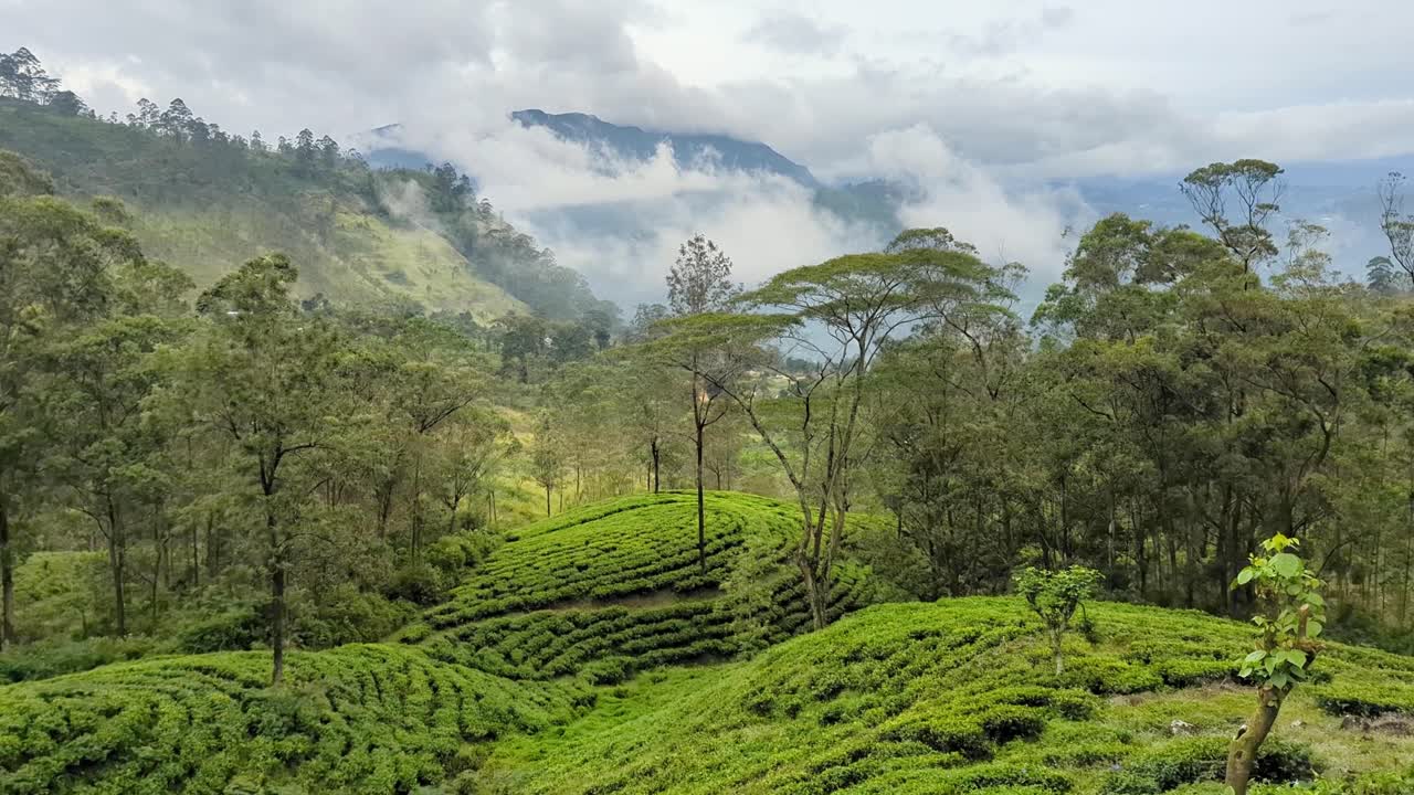 Static scenic view overlooking tea plantation estate of cultivated black tea plants in mountainous landscape highlands of Sri Lanka