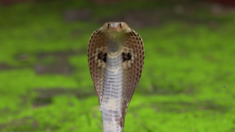 closeup of the hood of the indian spectacled cobra snake naja naja isolated against green