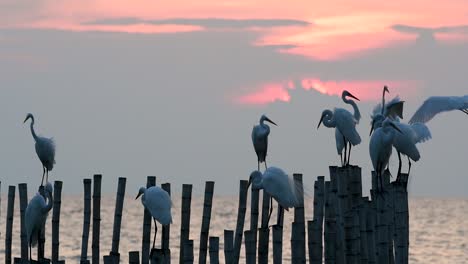 The-Great-Egret,-also-known-as-the-Common-Egret-or-the-Large-Egret