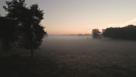 misty sunrise over a forest
