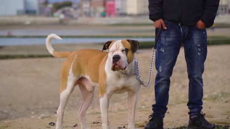 Schöner-Amerikanischer-Staffordshire-Am-Strand-Mit-Seinem-Besitzer,-Der-Neben-Seinem-Bein-Steht-Und-Zuschaut