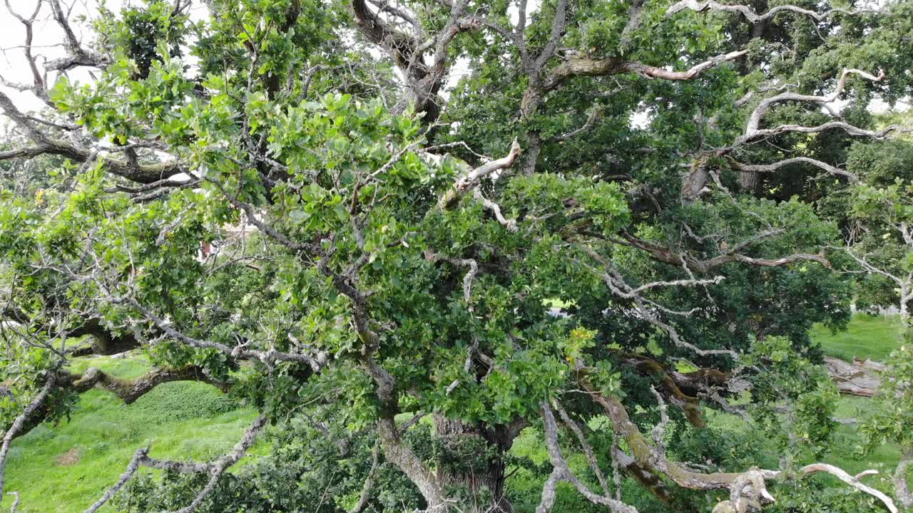 Rising aerial shot of sessile oak tree and green garden by red houses