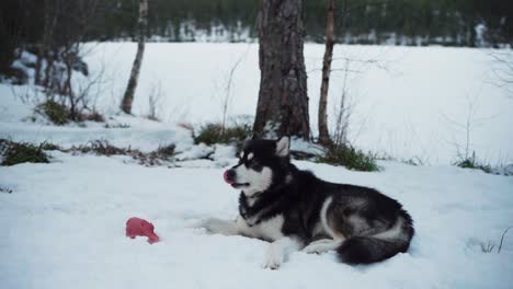 alaskan malamute lying down on snow-covered ground eating raw meat