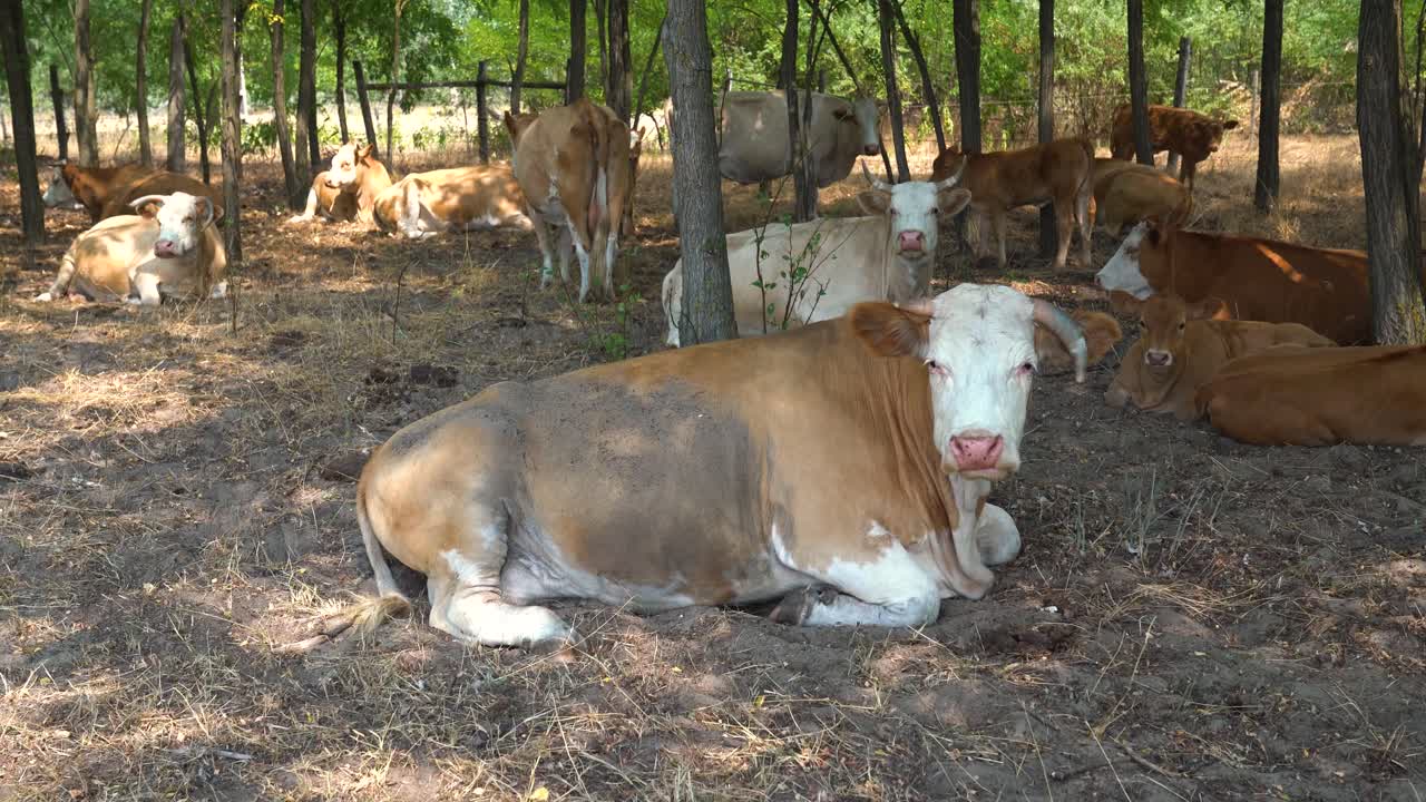 Hungarian Variegated cattle rest in shade from heat, Bacs-Kiskun County, Hungary.