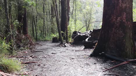 a serene walk through a lush rainforest