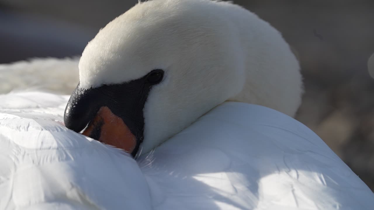 Close up of a swan resting with head tucked into feathers by Walensee Switzerland