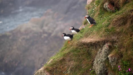 Three-puffins-on-the-cliffs-at-Bullers-of-Buchan