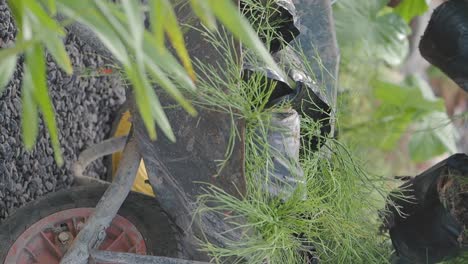 Gardener Planting Young Plants in Wheelbarrow