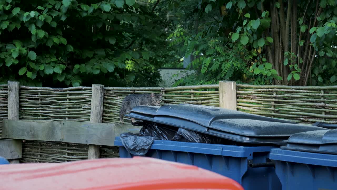 Cat Climbing on a Trash Bin