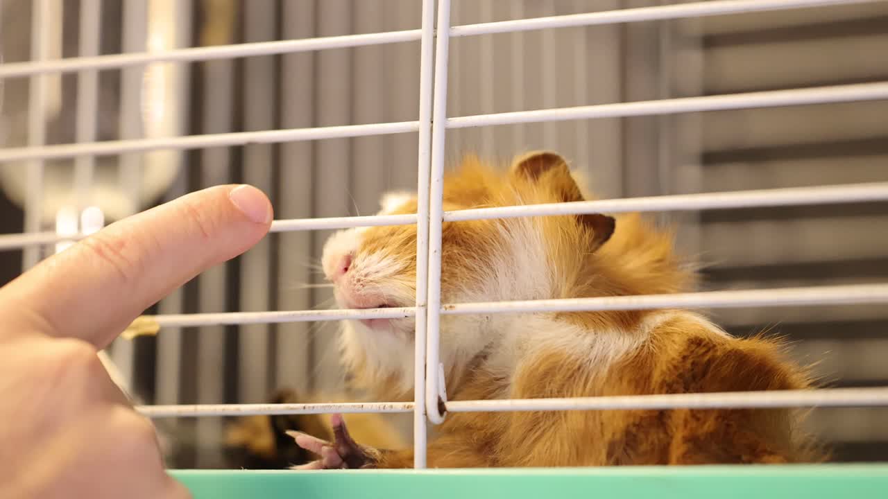 Two guinea pigs in a cage interact with a human finger, showing curiosity and engagement in a brightly lit environment