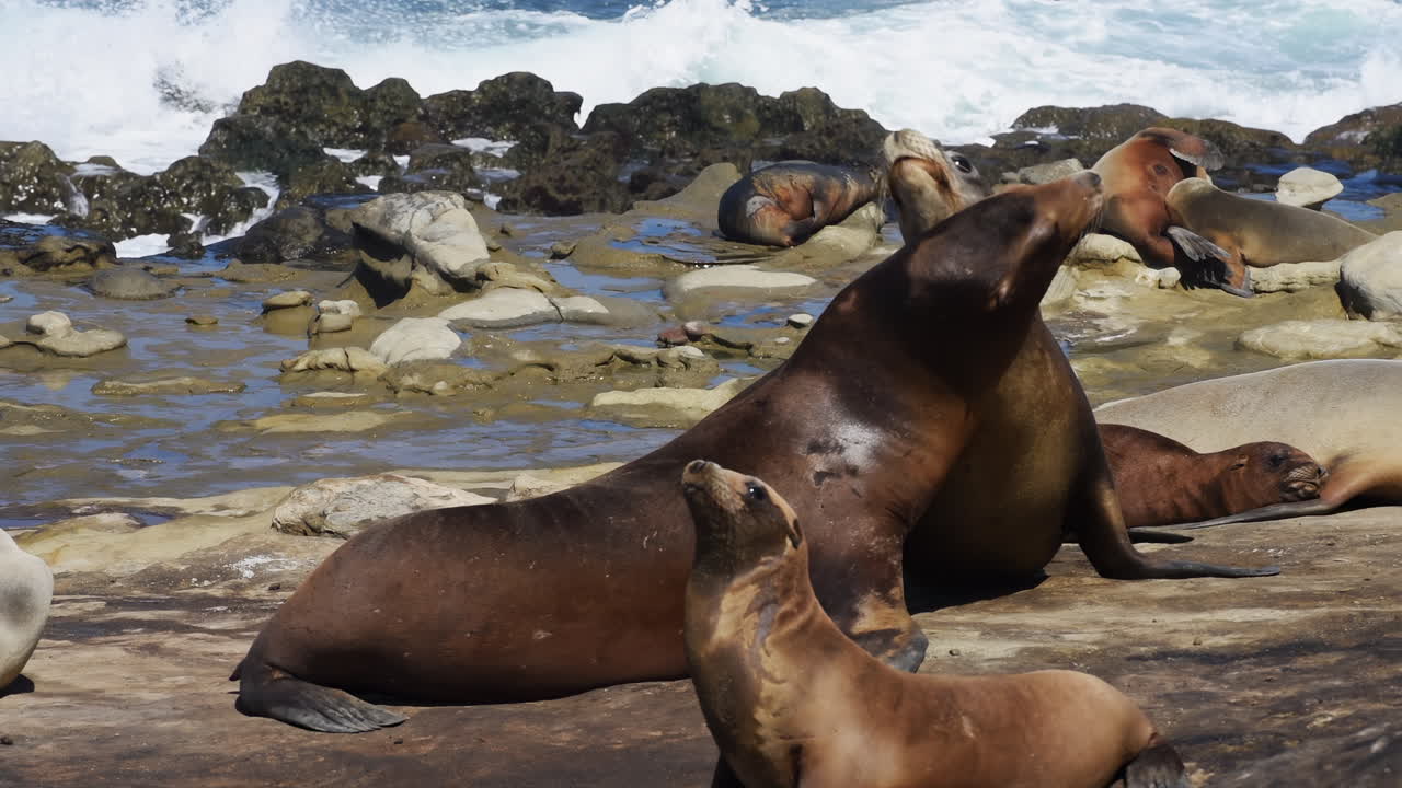 Playful sea lions interacting and resting on rocky coastline with ocean waves in the background