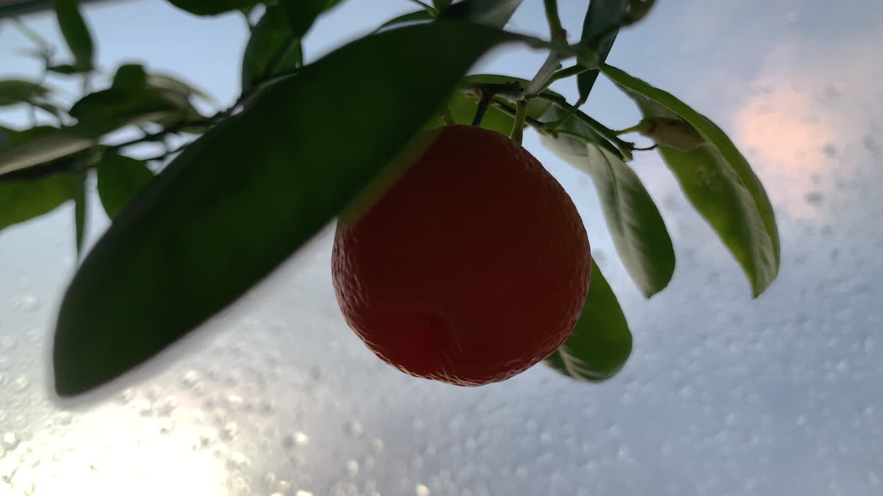 A small orange from a home-bred farm sways on the branch against the background of a window with rain drops, small fruit on branch with green leaves