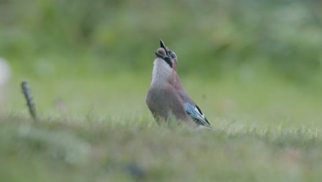 eurasian jay picking up acorns for winter and swallows them