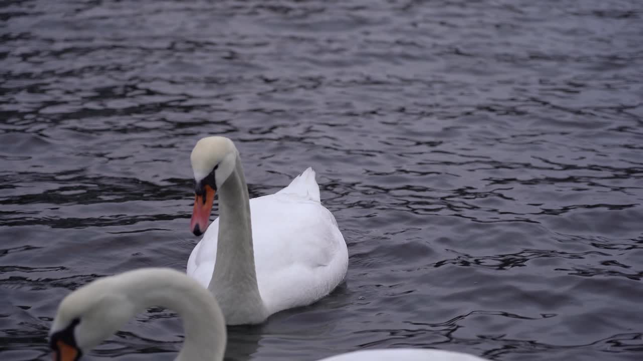 hermoso cisne mudo closeup - nadando suavemente hacia la cámara durante la mañana de invierno en noruega - cygnus olor - estática