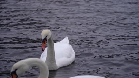 Schöne-Höckerschwan-Nahaufnahme---Während-Des-Wintermorgens-In-Norwegen-Sanft-In-Richtung-Kamera-Schwimmend---Cygnus-Olor---Statisch