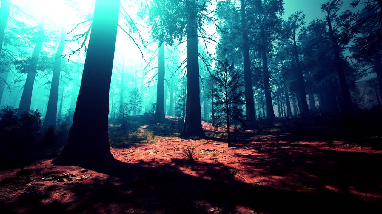 bosque de sequoias místico al amanecer o al anochecer