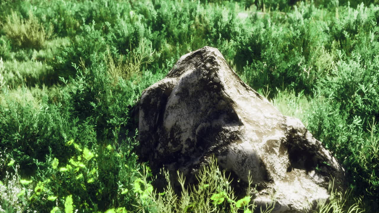 Natural landscape featuring a rock surrounded by lush green vegetation