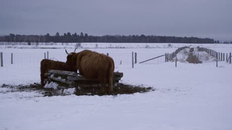 Hochlandbullen,-Die-Im-Winter-Heu-Fressen