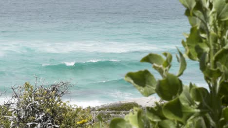 shot of plant in foreground and whale coming up at the back