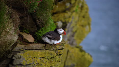 Ave-Marina-Salvaje-Del-Frailecillo-Atlántico-De-La-Familia-Auk-En-Islandia.