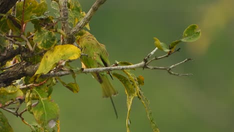 Bienenjäger,-Der-Auf-Baum-Kühlt.