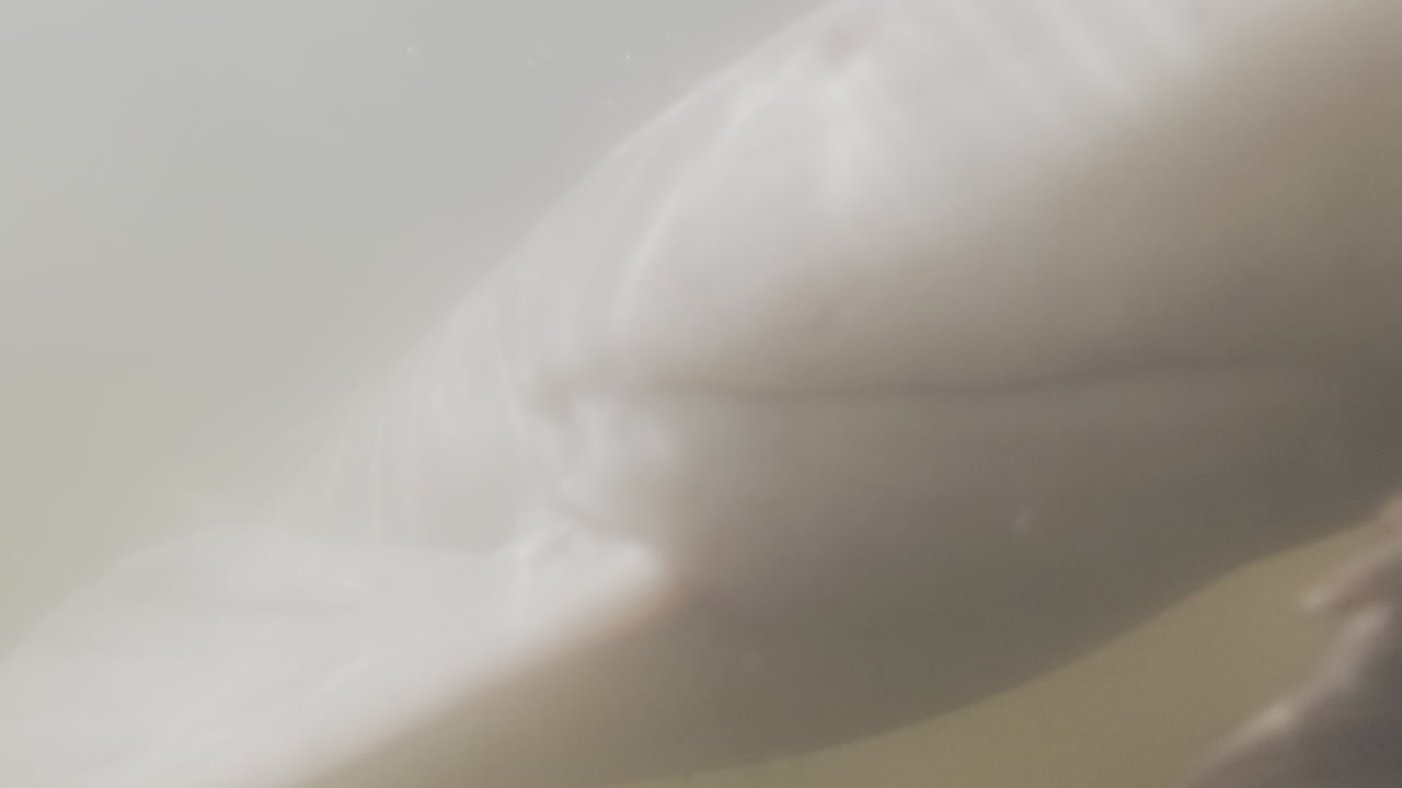 고양이 물고기가 어두운 물에서 헤엄치고 있습니다.