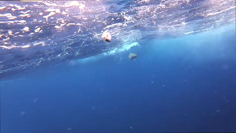 grey reef shark swimming and following fish bait on string, underwater cinematic shot