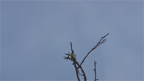 Oropéndola-Amarilla-En-La-Copa-De-Un-árbol-Sin-Hojas,-Balanceándose-Con-La-Brisa