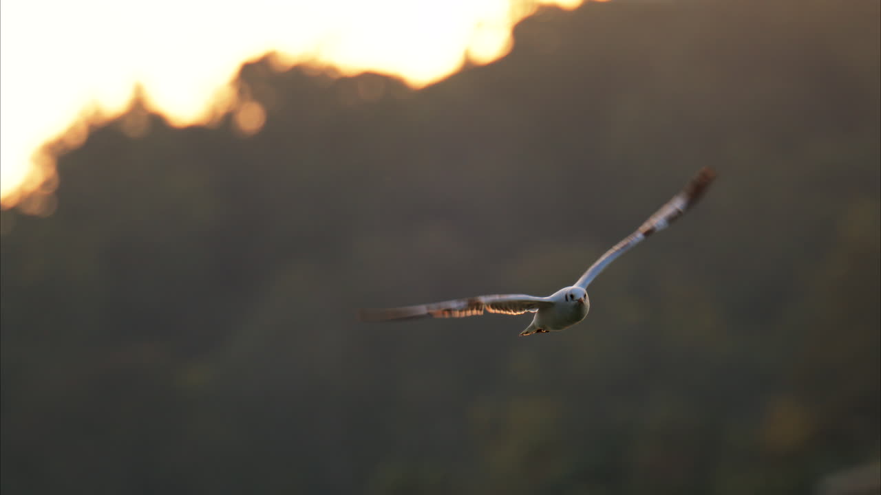 Seagull flying over the sea at sunset
