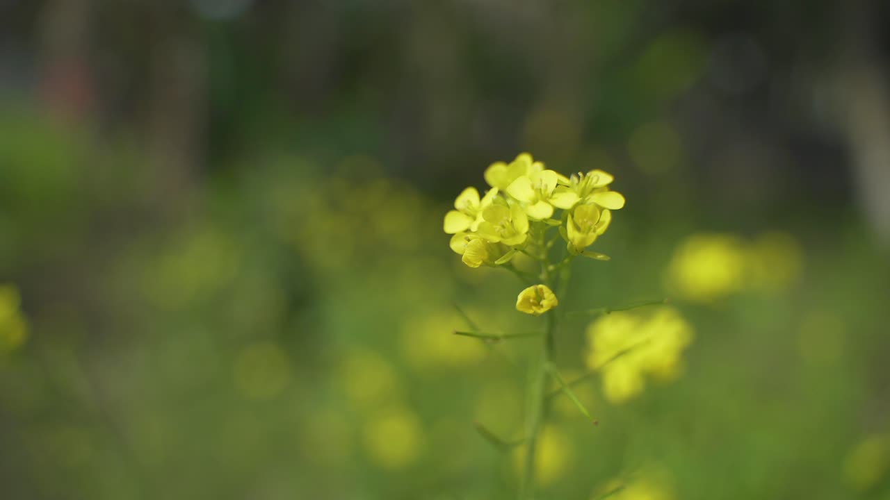Sennepsblomster blomstrer på den store mark