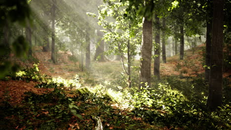 light shining down in nature