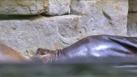 california sea lion rests and scratches head against rock wall sunbathing in enclosure